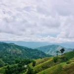 Coffee fields near Jacmel